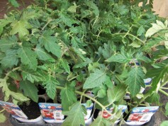 野菜苗販売開始！