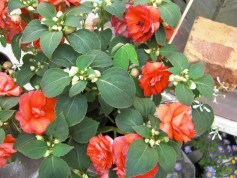 カリフォルニアローズ　フィエスタ