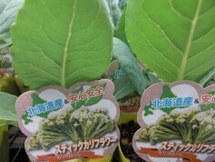 スティックカリフラワー