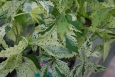 斑入りアメリカツタ　