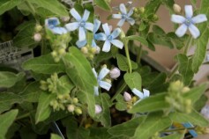 オキシペタラム ブルースター