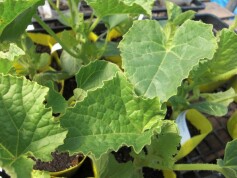 プリンスメロン苗