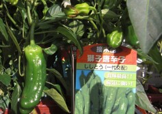 接ぎ木シシトウ苗