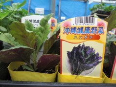 沖縄健康野菜　ハンダマ