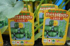 めちゃとれお手軽かぼちゃ‘ころころ’