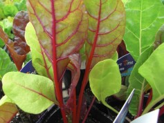 スイスチャード