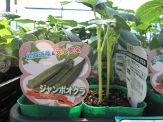 ジャンボオクラ‘平城グリーン’