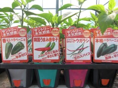 サントリー本気野菜「世界のトウガラシ」シリーズ