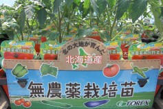 無農薬野菜苗