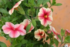 カリブラコア　カリビアーナ