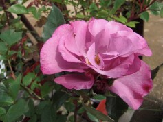 フレンチローズ　‘レスポワール’