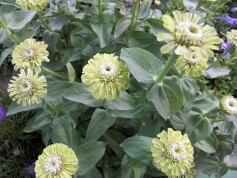 グリーンのジニア