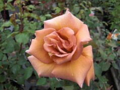 バラ‘ティラミス’