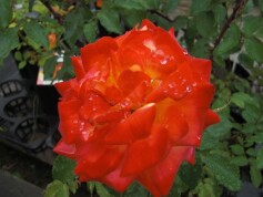 フロリバンダローズ‘絵日傘’