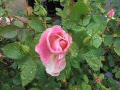 修景用バラ‘ケアフリーワンダー’