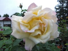 ハイブリッドティーローズ‘ピース’