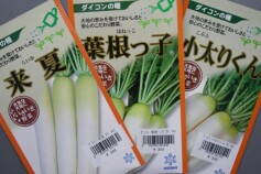 ダイコンの種入荷中