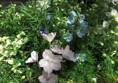 デルフィニウム