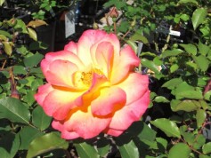 フロリバンダ・ローズ‘アンネの思い出’