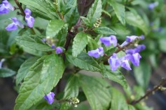 スクテラリア　ブルーファイアー