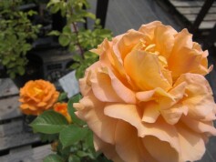 ビタミンカラーのバラ‘ゴルデルゼ’