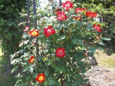 バラ‘カクテル’