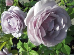 ‘しのぶれど’色にでにけり…