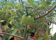 トマトセール！！