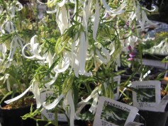 白花白糸ホタルブクロ