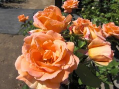 ハイブリッドティーローズ‘夢’