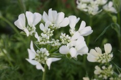 オルラヤ‘ホワイトレース’