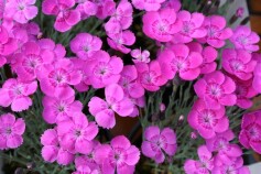 ダイアンサス　‘ブルーヒルズ’