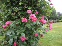 つるバラ‘アンジェラ’