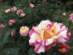 バラ‘モーリス　ユトリロ’