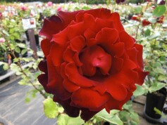 ‘ベルサイユのばら’