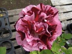 シュラブ系ローズ‘ニューイマジン’