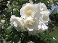 ‘つるアイスバーグ’