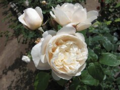 イングリッシュローズ‘ウィリアム　アンド　キャサリン'