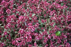 多肉植物　あかり