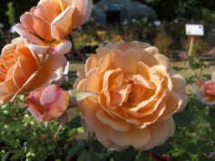 シュラブ系ローズ‘エリザベス・スチュワート’