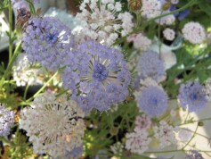 ブルーレースフラワー