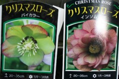 クリスマスローズ