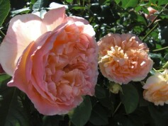 ‘パピデルバール’