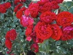 ‘イルルージュ’