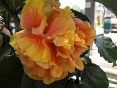 ハイビスカス‘ビーチボール’