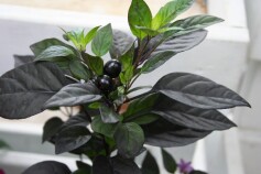 トウガラシ‘ブラックパール’