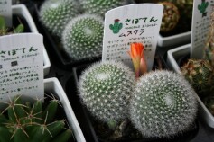 ちいさなサボテン「ムスクラ」