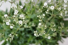 八重咲きのカスミソウ