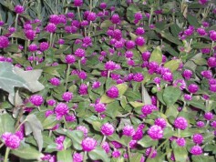 センニチコウ‘ちなつ　パープル’