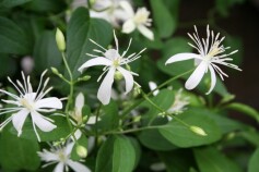 大人気のセンニンソウ（仙人草）